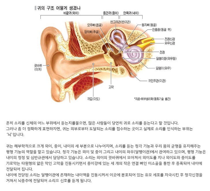 귀는이렇게생겼습니다..jpg